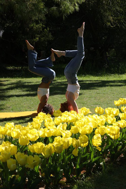 Tulipes3