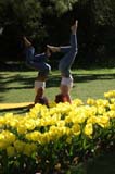 Tulipes3